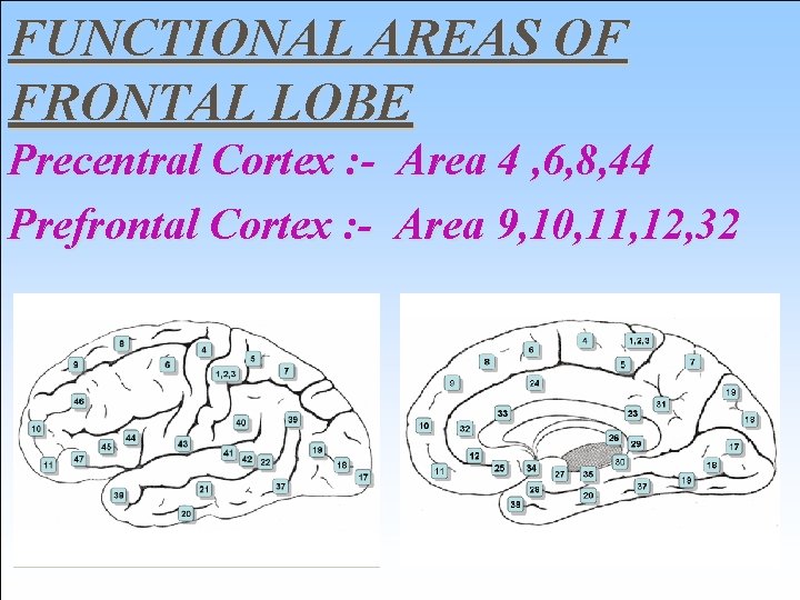 FUNCTIONAL AREAS OF FRONTAL LOBE Precentral Cortex : - Area 4 , 6, 8,