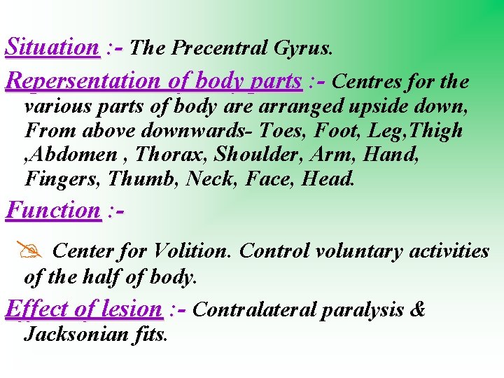 Situation : - The Precentral Gyrus. Repersentation of body parts : - Centres for