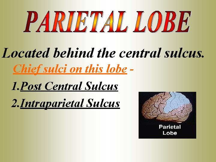 Located behind the central sulcus. Chief sulci on this lobe 1. Post Central Sulcus