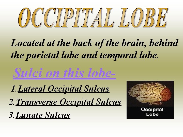 Located at the back of the brain, behind the parietal lobe and temporal lobe.