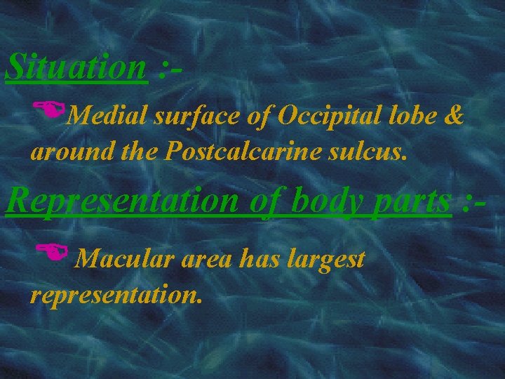 Situation : Medial surface of Occipital lobe & around the Postcalcarine sulcus. Representation of