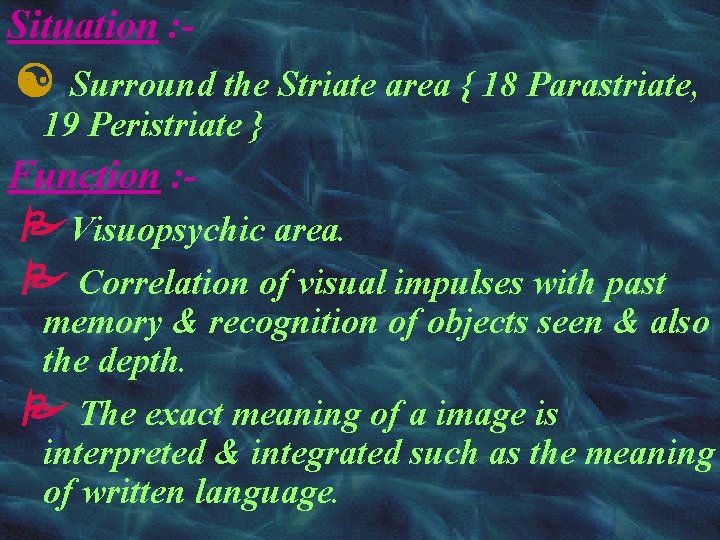 Situation : - Surround the Striate area { 18 Parastriate, 19 Peristriate } Function