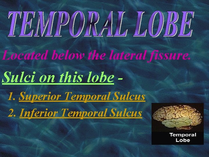 Located below the lateral fissure. Sulci on this lobe 1. Superior Temporal Sulcus 2.
