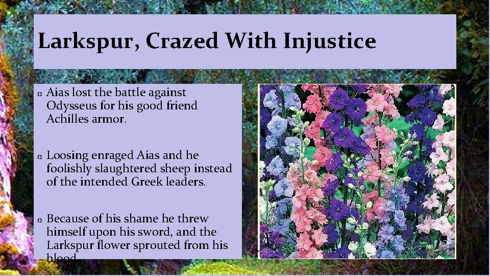 Larkspur, Crazed With Injustice Ω Ω Ω Aias lost the battle against Odysseus for