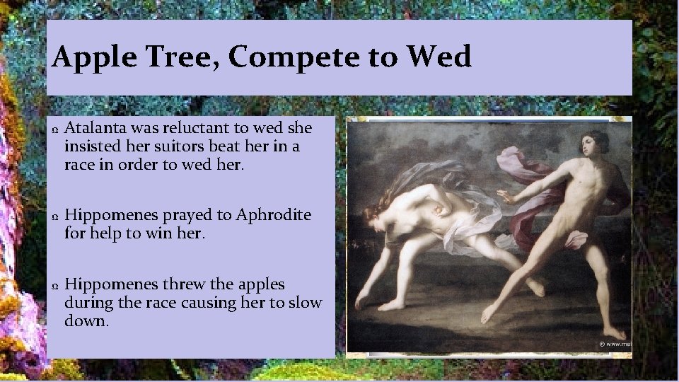Apple Tree, Compete to Wed Ω Ω Ω Atalanta was reluctant to wed she