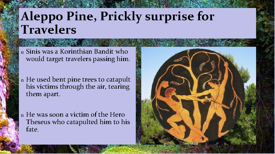 Aleppo Pine, Prickly surprise for Travelers Ω Ω Ω Sinis was a Korinthian Bandit