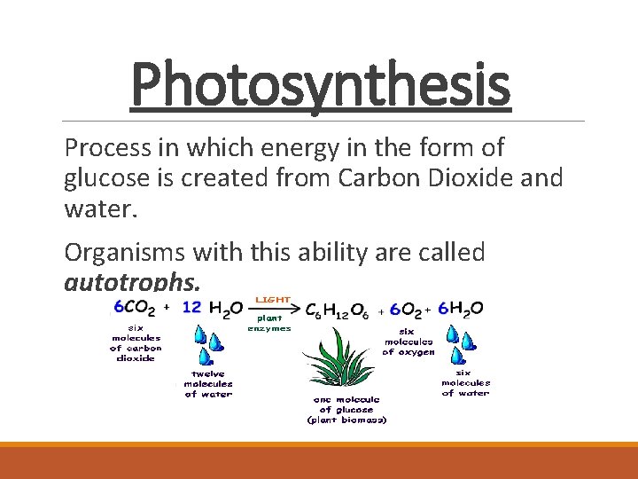 Photosynthesis Process in which energy in the form of glucose is created from Carbon