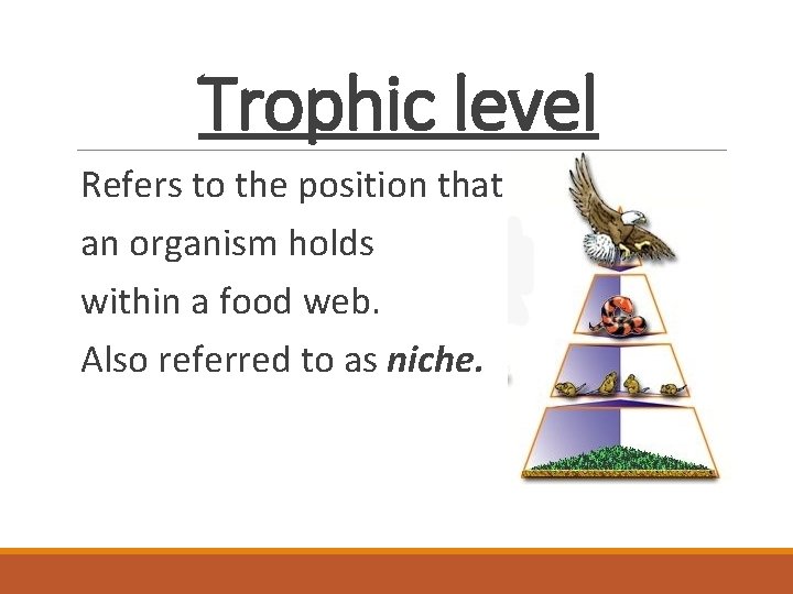 Trophic level Refers to the position that an organism holds within a food web.