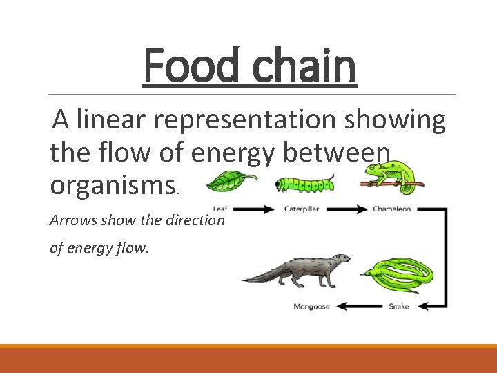 Food chain A linear representation showing the flow of energy between organisms. Arrows show