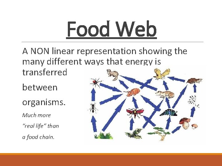 Food Web A NON linear representation showing the many different ways that energy is