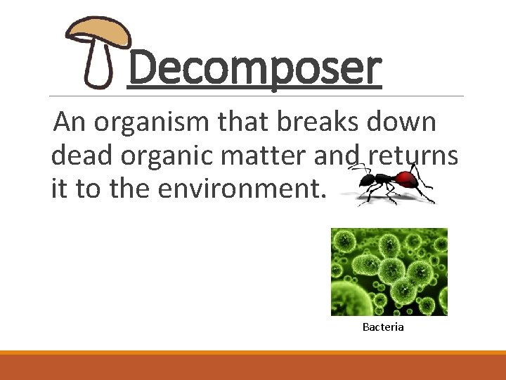 Decomposer An organism that breaks down dead organic matter and returns it to the
