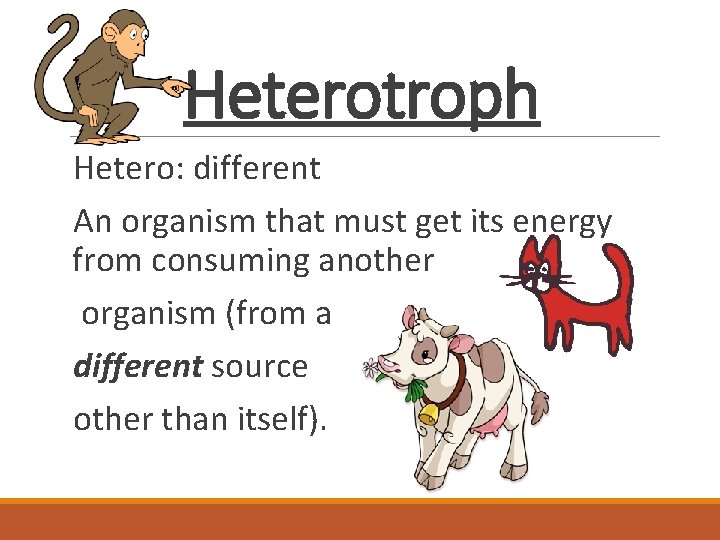 Heterotroph Hetero: different An organism that must get its energy from consuming another organism