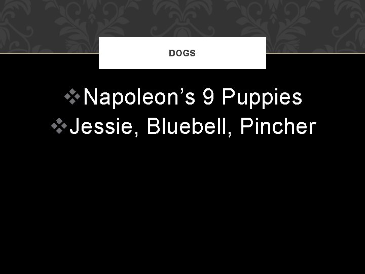 DOGS v. Napoleon’s 9 Puppies v. Jessie, Bluebell, Pincher 