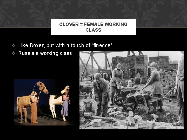 CLOVER = FEMALE WORKING CLASS v Like Boxer, but with a touch of “finesse”
