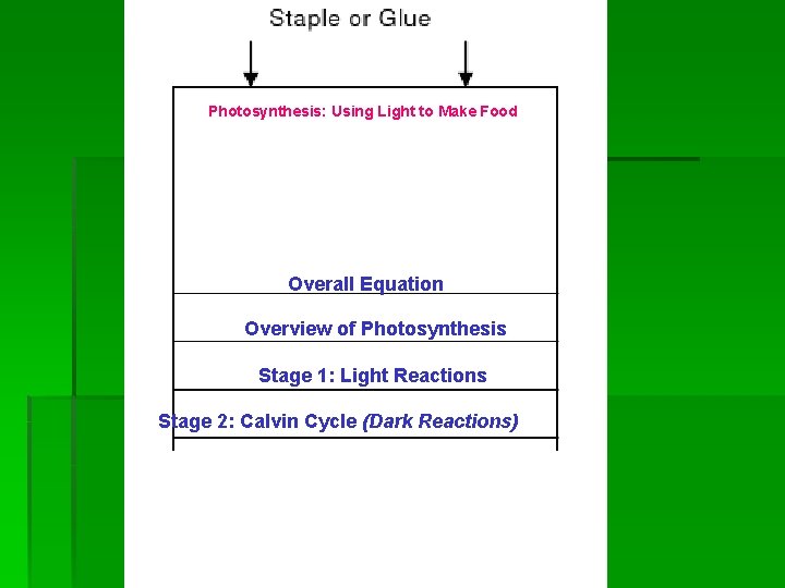 Photosynthesis: Using Light to Make Food Overall Equation Overview of Photosynthesis Stage 1: Light