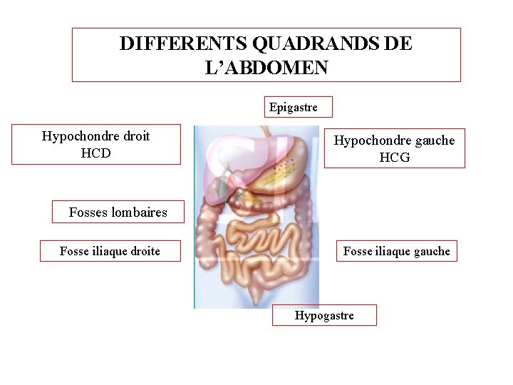 ABDOMEN SANS PREPARATION ATELIER ME ETUDIANTS 3 ANNEE abdomen-sans-preparation-atelier-me-etudiants-3-annee