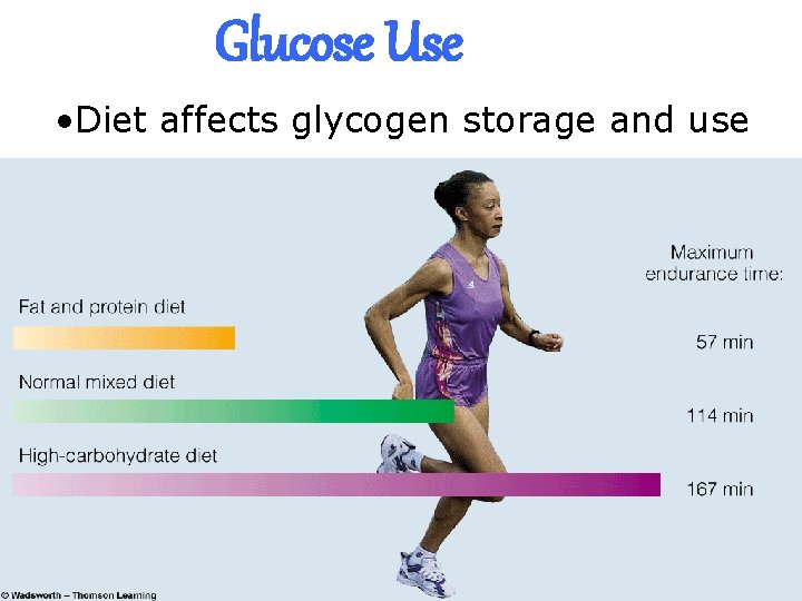 Glucose Use • Diet affects glycogen storage and use 