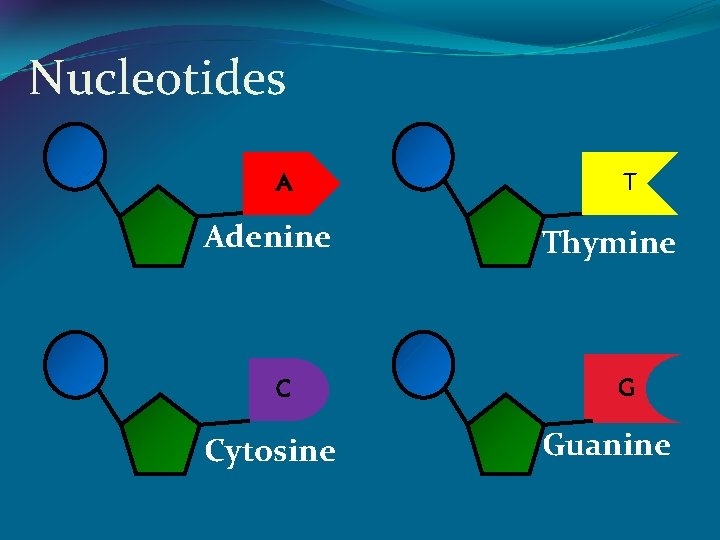 Nucleotides A Adenine C Cytosine T Thymine G Guanine 