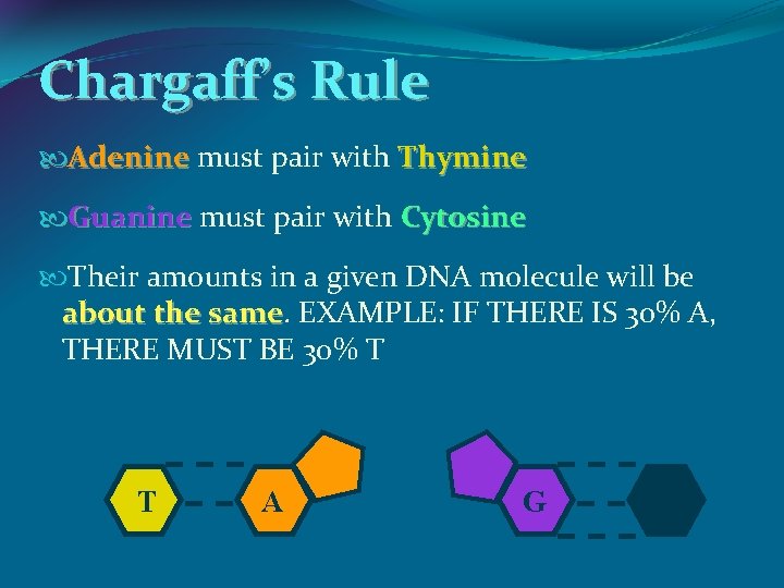 Chargaff’s Rule Adenine must pair with Thymine Guanine must pair with Cytosine Their amounts