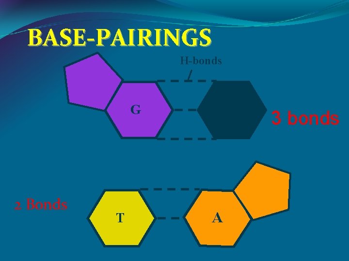 BASE-PAIRINGS H-bonds G 2 Bonds T C A 3 bonds 