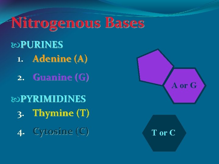 Nitrogenous Bases PURINES 1. Adenine (A) 2. Guanine (G) A or G PYRIMIDINES 3.