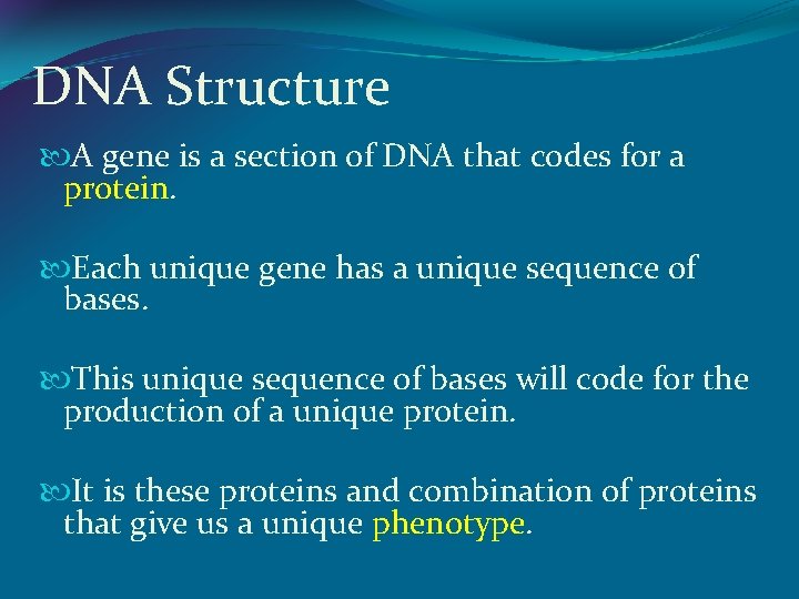 DNA Structure A gene is a section of DNA that codes for a protein.