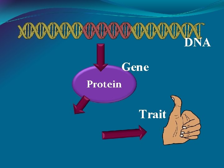 DNA Gene Protein Trait 