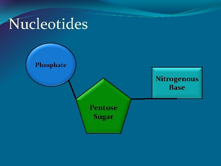 Nucleotides Phosphate Nitrogenous Base Pentose Sugar 