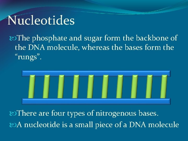Nucleotides The phosphate and sugar form the backbone of the DNA molecule, whereas the