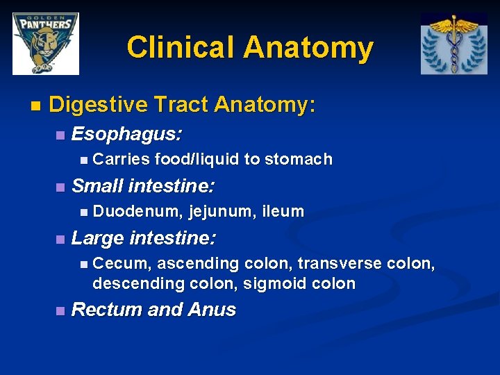 Clinical Anatomy n Digestive Tract Anatomy: n Esophagus: n Carries n food/liquid to stomach