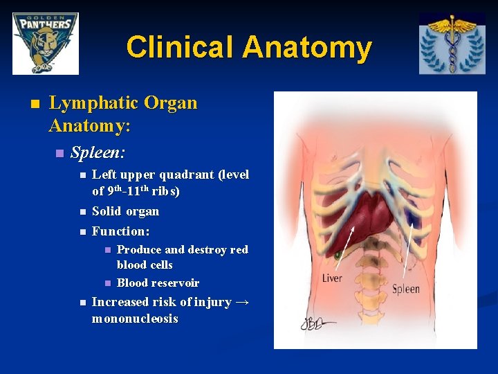 Clinical Anatomy n Lymphatic Organ Anatomy: n Spleen: n n n Left upper quadrant