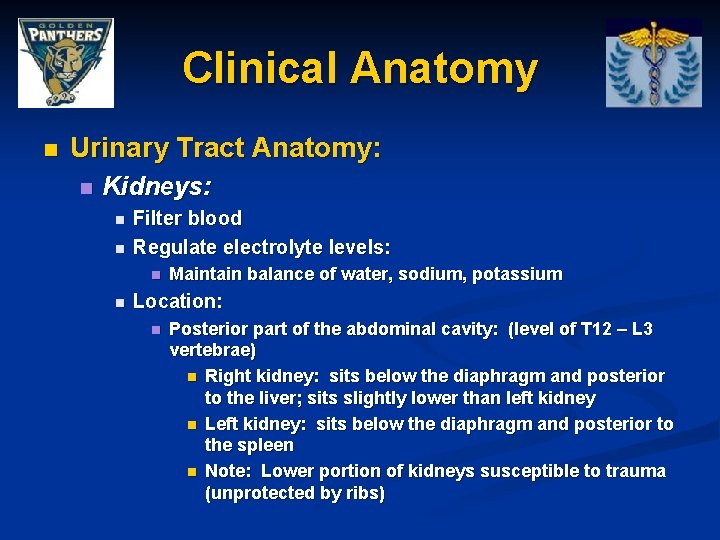 Clinical Anatomy n Urinary Tract Anatomy: n Kidneys: n n Filter blood Regulate electrolyte