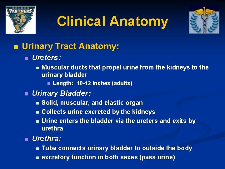 Clinical Anatomy n Urinary Tract Anatomy: n Ureters: n Muscular ducts that propel urine