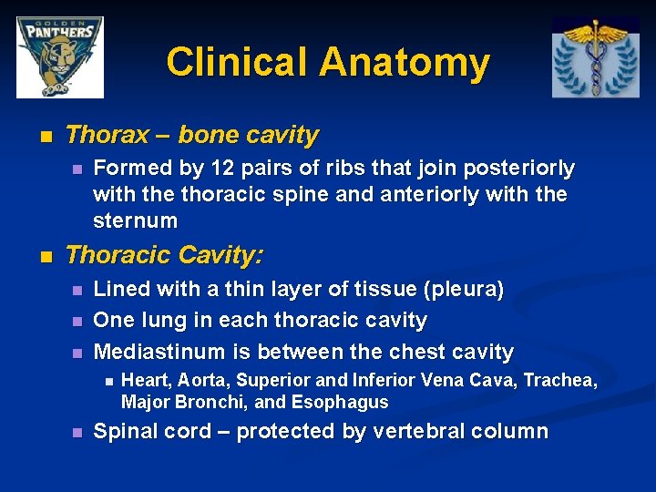 Clinical Anatomy n Thorax – bone cavity n n Formed by 12 pairs of
