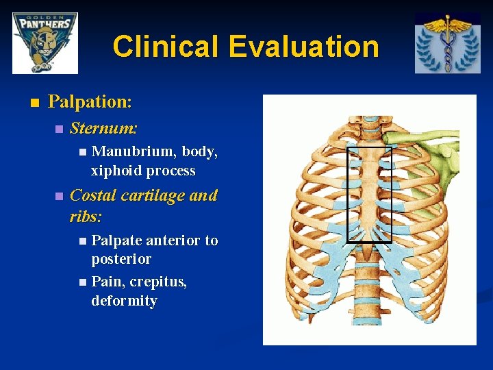 Clinical Evaluation n Palpation: n Sternum: n Manubrium, body, xiphoid process n Costal cartilage