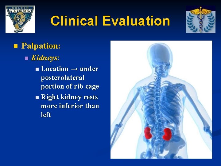 Clinical Evaluation n Palpation: n Kidneys: n Location → under posterolateral portion of rib