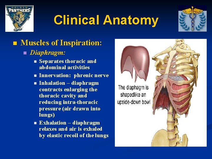 Clinical Anatomy n Muscles of Inspiration: n Diaphragm: n n Separates thoracic and abdominal