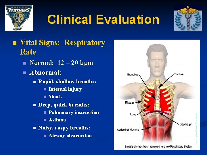 Clinical Evaluation n Vital Signs: Respiratory Rate n n Normal: 12 – 20 bpm