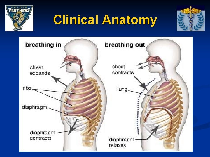 Clinical Anatomy 