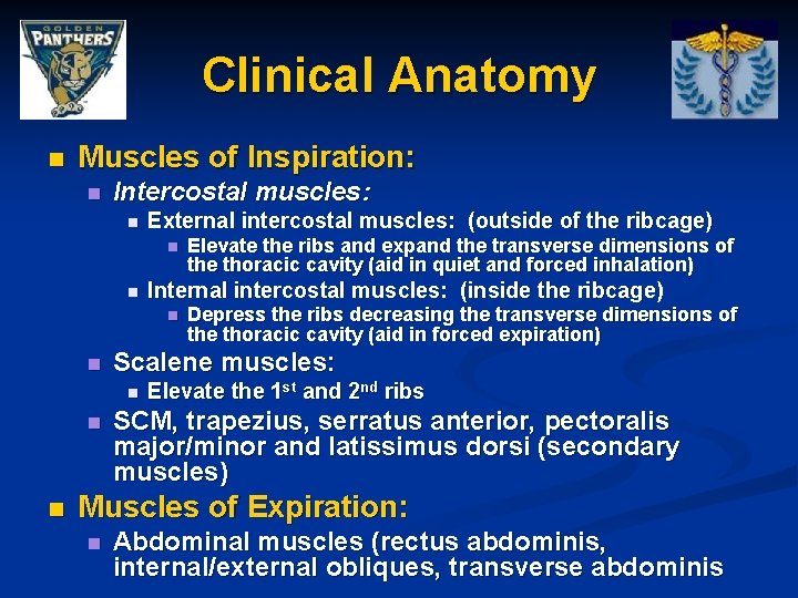 Clinical Anatomy n Muscles of Inspiration: n Intercostal muscles: n External intercostal muscles: (outside