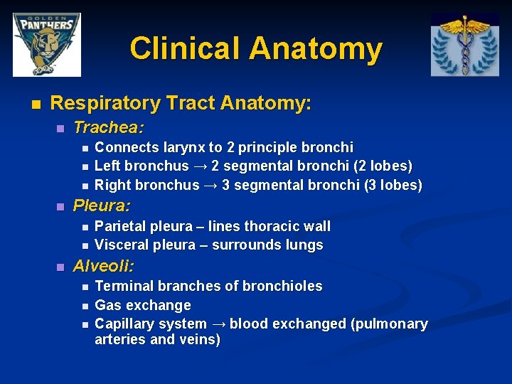 Clinical Anatomy n Respiratory Tract Anatomy: n Trachea: n n Pleura: n n n