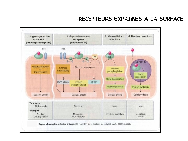 RÉCEPTEURS EXPRIMES A LA SURFACE 