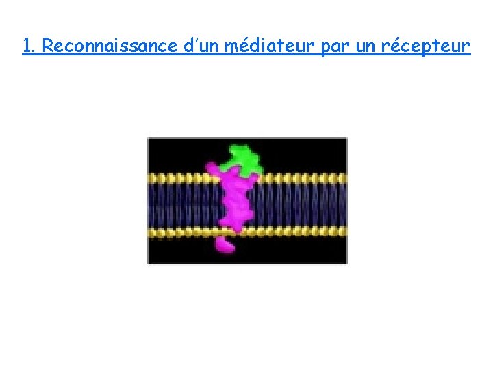 1. Reconnaissance d’un médiateur par un récepteur 