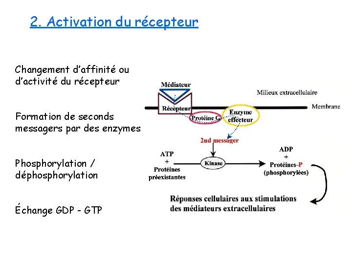 2. Activation du récepteur Changement d’affinité ou d’activité du récepteur Formation de seconds messagers