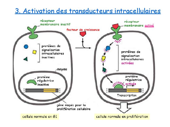 3. Activation des transducteurs intracellulaires 