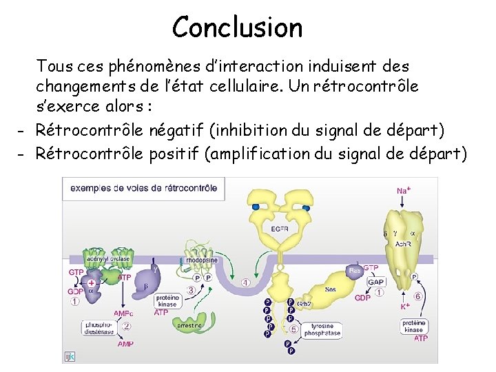 Conclusion Tous ces phénomènes d’interaction induisent des changements de l’état cellulaire. Un rétrocontrôle s’exerce