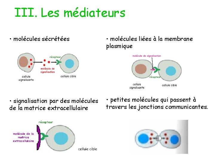 III. Les médiateurs • molécules sécrétées • molécules liées à la membrane plasmique •