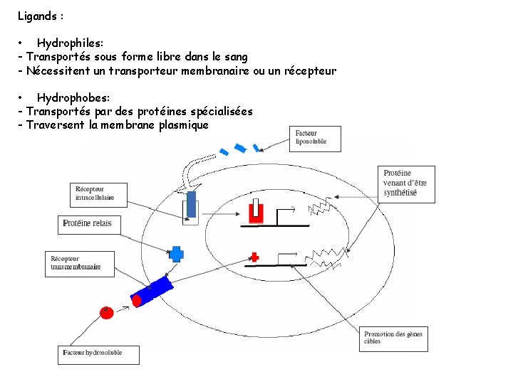 Ligands : • Hydrophiles: - Transportés sous forme libre dans le sang - Nécessitent