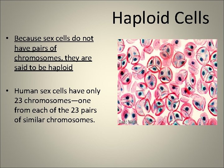 Haploid Cells • Because sex cells do not have pairs of chromosomes, they are