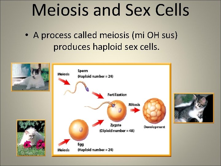 Meiosis and Sex Cells • A process called meiosis (mi OH sus) produces haploid